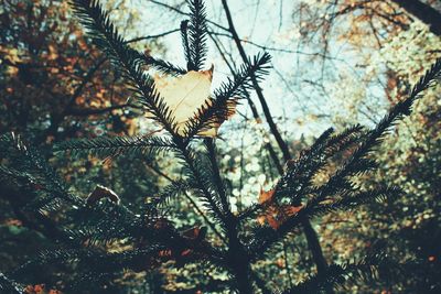 Low angle view of pine tree in forest during winter