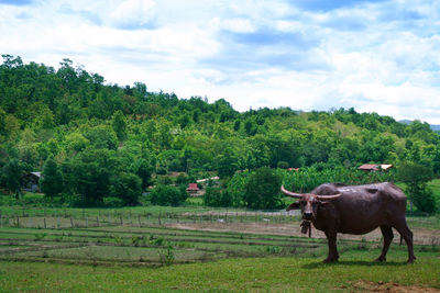 Buffalo stand on the green rice field seedlings in a paddy field with beautiful sky and cloud