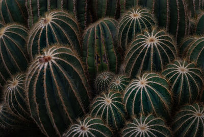 Full frame shot of sea plant