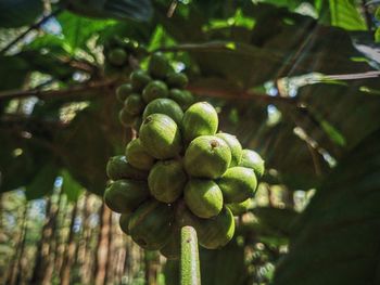 Close-up of fruits coffee growing on tree