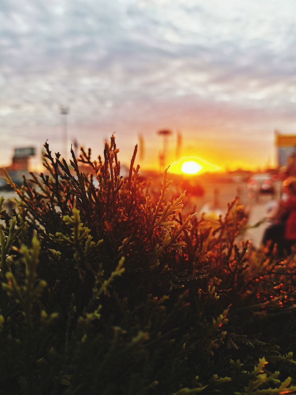 PLANT GROWING ON FIELD AGAINST SKY DURING SUNSET