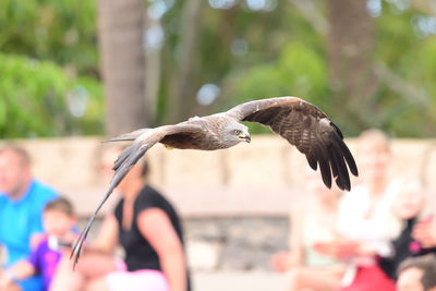 Black kite flying in a falconry demonstration