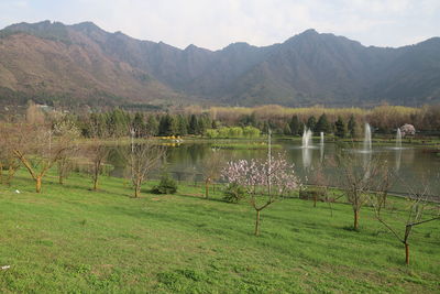 Tulip garden srinagar kashmir spring 2021