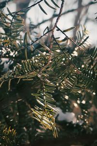 Close-up of pine tree branch