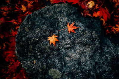 High angle view of maple leaf during autumn
