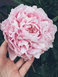 Close-up of hand holding pink rose