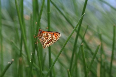 Close-up of butterfly on grass
