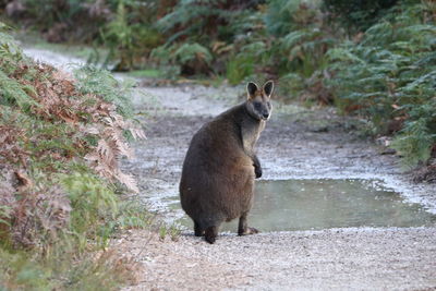 Portrait of a wallaby standing on land