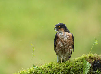 Close-up of a bird perching on grass