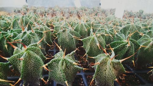 Close-up of cactus plant