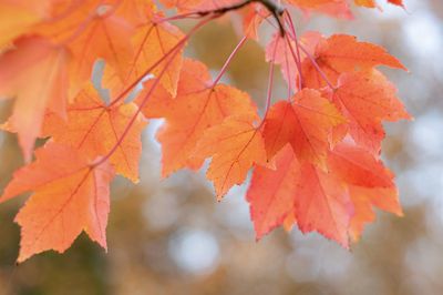 Close-up of maple leaves during autumn