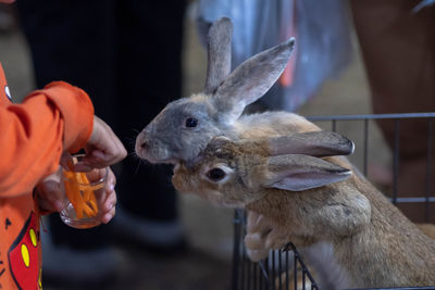 Close-up of hand feeding outdoors