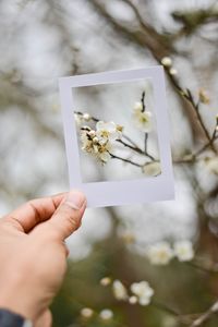 Cropped hand holding paper picture frame against cherry blossom tree