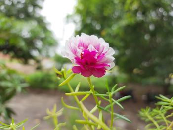 Close-up of pink flowering plant