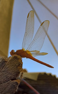 Close-up of dragonfly on plant