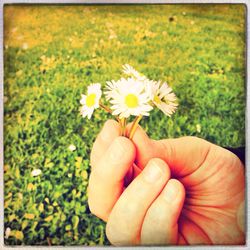 Close-up of cropped hand holding flower