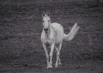 Horse walking on field