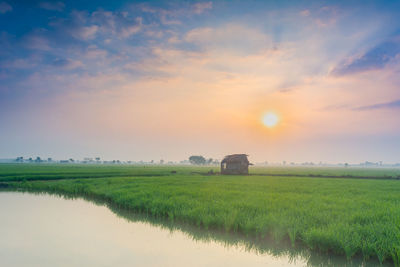 Scenic view of agricultural field against sky during sunset