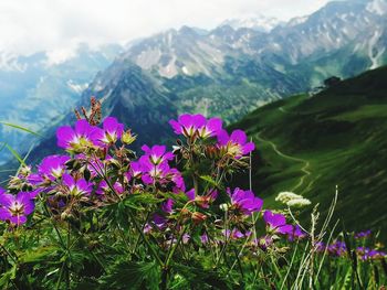 Close-up of pink flowering plants against mountains