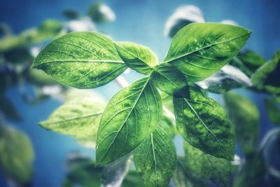 Close-up of green leaves