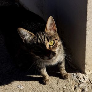 Portrait of cat on floor