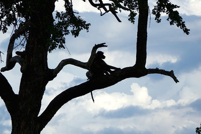 Low angle view of bird on tree trunk against sky