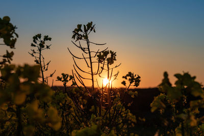 Close-up of silhouette plants on field against sky during sunset