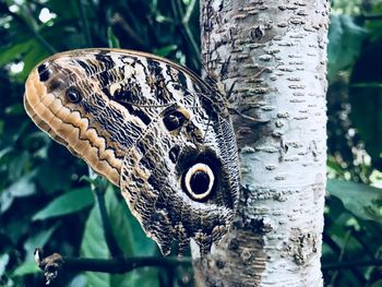 Close-up of lizard on tree trunk