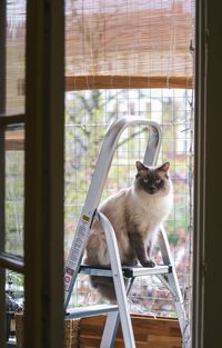 Cat on ladder