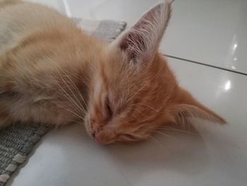 Close-up of cat sleeping on tiled floor