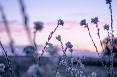 Close-up of plant against sky