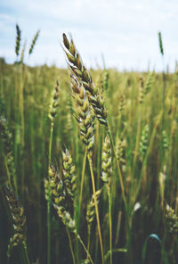 Close-up of stalks in field