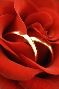 Full frame shot of red rose with wedding rings