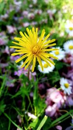 Close-up of yellow flower