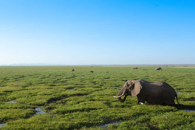 Elephant bull wading in the swamps in amboseli national park in kenya