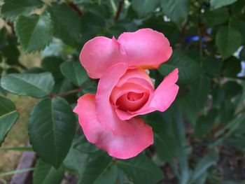 Close-up of pink rose