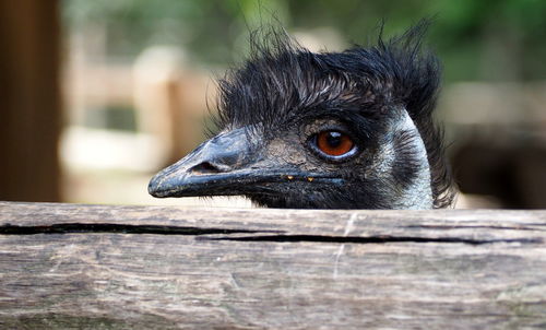 Close-up of a bird looking away