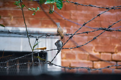 View of barbed wire fence