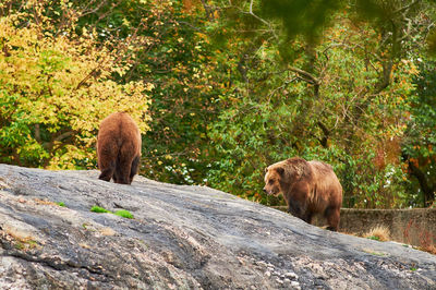Brown grizzly bears are roaming the rock hill at the bronx zoo during covid
