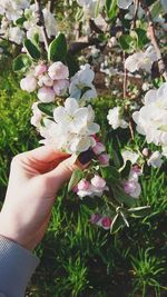 Close-up of hand holding flowering plant