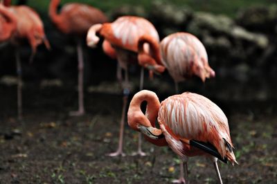 View of flamingos preening on field