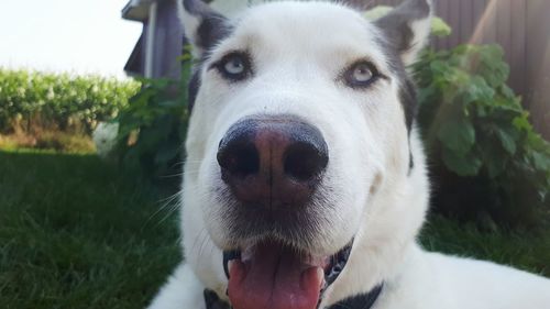 Close-up portrait of dog