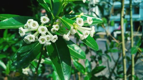 Close-up of white flowers