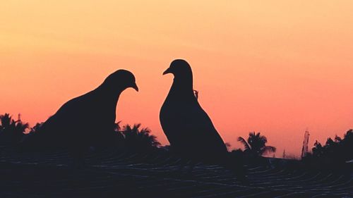 Silhouette pigeons against orange sky