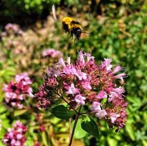 Close-up of bee on purple flowers