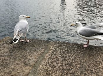 Seagulls perching on the beach