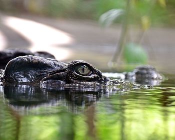 Close-up of a turtle swimming in lake