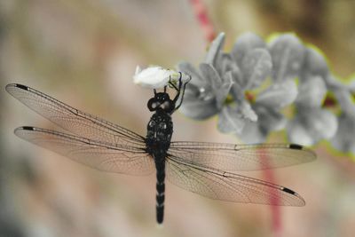 Close-up of insect on plant