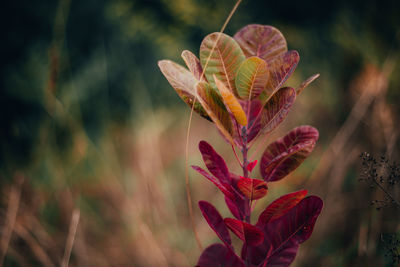 Close-up of pink flowering plant