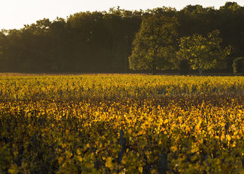 Yellow flowers growing on field